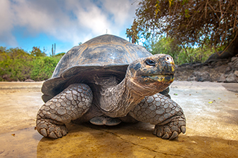 Endangered Giant Tortoise